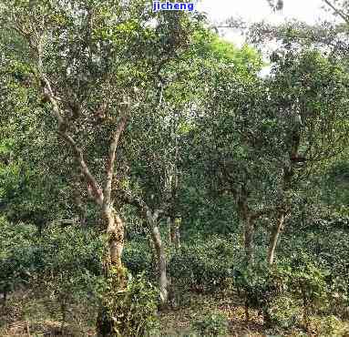 普洱茶从哪一年开始有山头茶