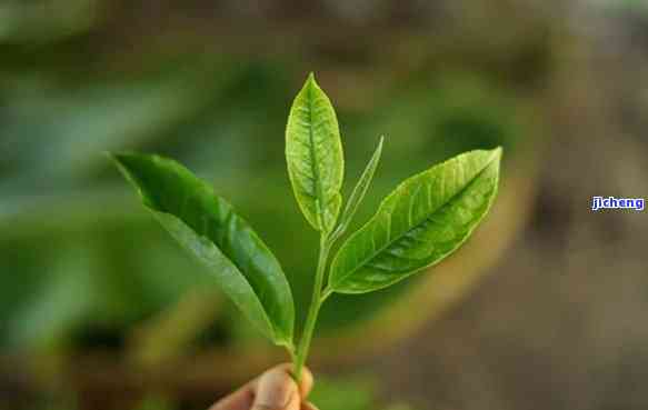 普洱茶芽数量对茶叶品质的影响及选购指南