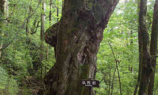 普洱茶价格大全：从高山古树到其他品种一应俱全，解决您对普洱茶所有疑问