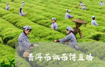 主播找供应商普洱茶合作茶饼