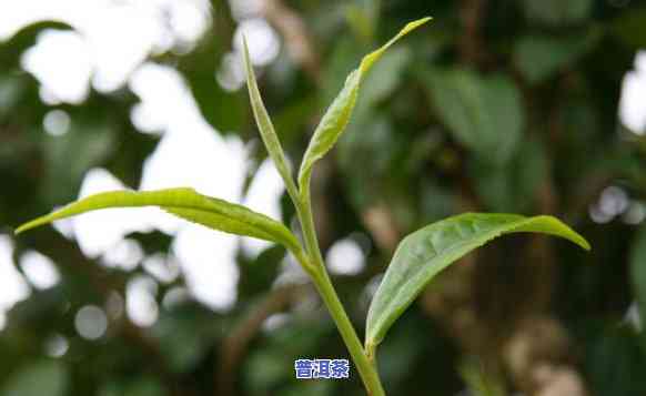 一芽一叶与一芽两叶普洱茶的区别解析：从叶片形态、色、口感等方面比较