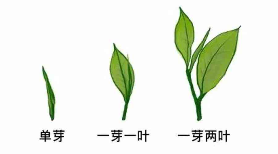 一芽一叶与一芽两叶普洱茶的区别解析：从叶片形态、色、口感等方面比较