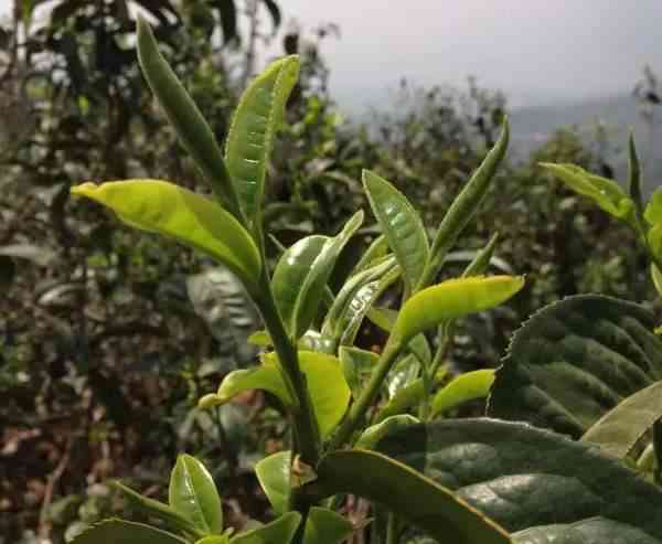 一芽一叶与一芽两叶普洱茶的区别解析：从叶片形态、色、口感等方面比较