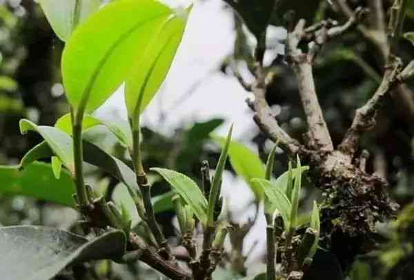 一芽一叶与一芽两叶普洱茶的区别解析：从叶片形态、色、口感等方面比较