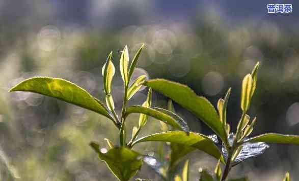 一芽一叶与一芽两叶普洱茶的区别解析：从叶片形态、色、口感等方面比较