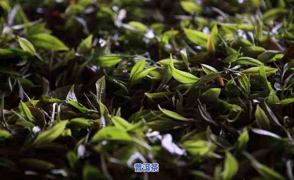 普洱茶一芽一叶有什么区别