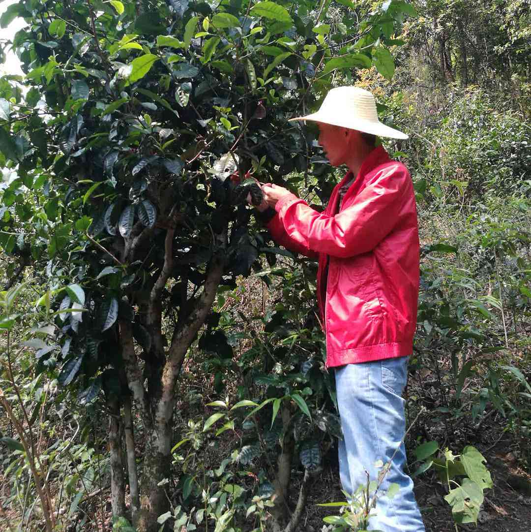 探索海南茶叶产业基地：普洱茶的存放之地