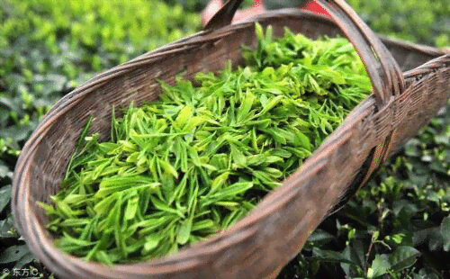 春茶云雾茶是什么茶：茶叶种类与特点解析