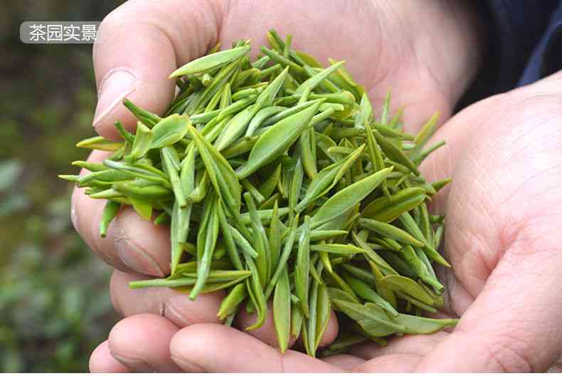 春茶云雾茶是什么茶：茶叶种类与特点解析