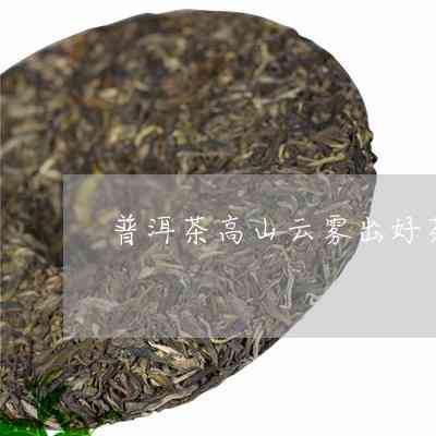 春茶高山云雾出好茶普洱茶