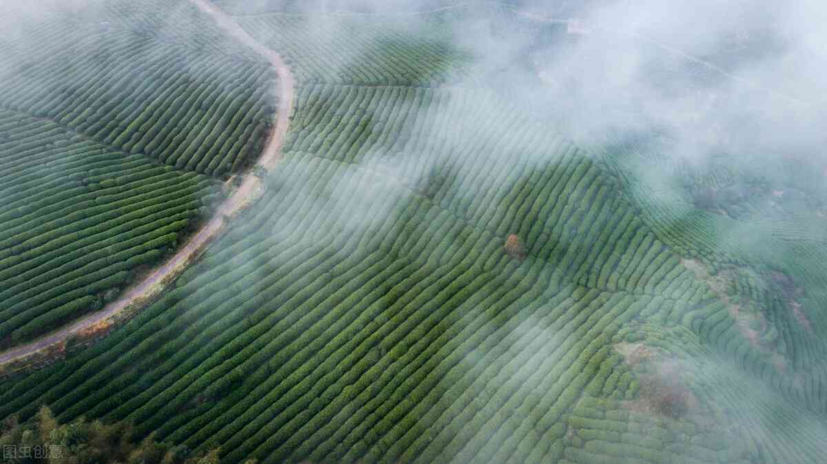 春茶高山云雾出好茶普洱茶