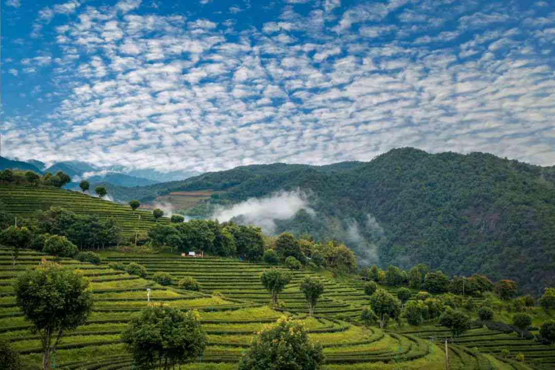 春茶高山云雾出好茶普洱茶