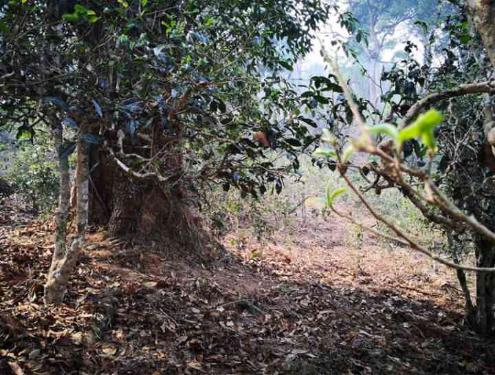 南糯山古树茶价格及信息大全 - 图片和批发渠道