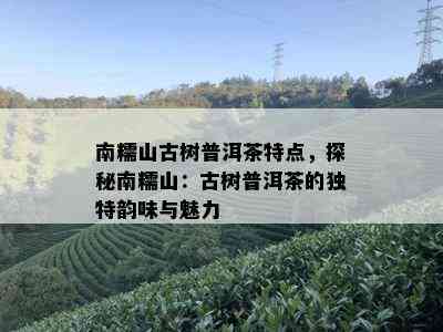 南糯山古树茶口感特点：品味独特的普洱茶魅力