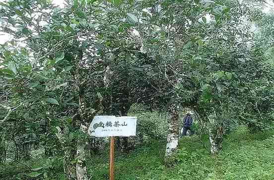 南糯山古树茶口感特点：品味独特的普洱茶魅力