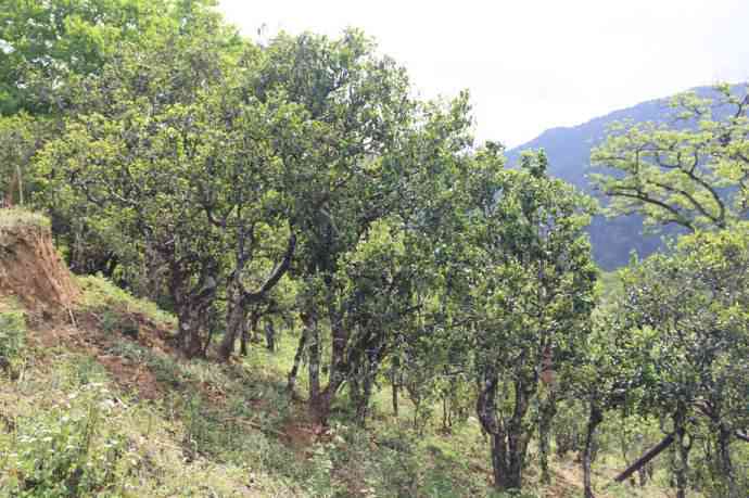 古树普洱茶多少钱一斤完整价格：2017-2019年云南冰岛与其它地区行情