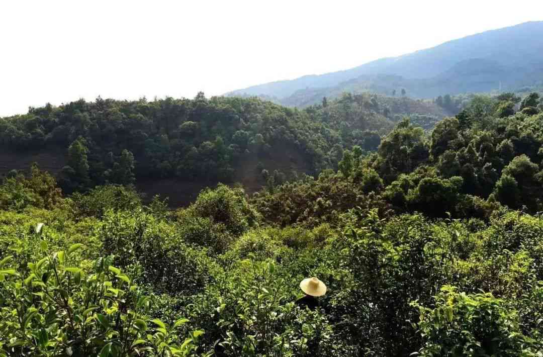 茶山哪里买普洱茶好呢多少钱