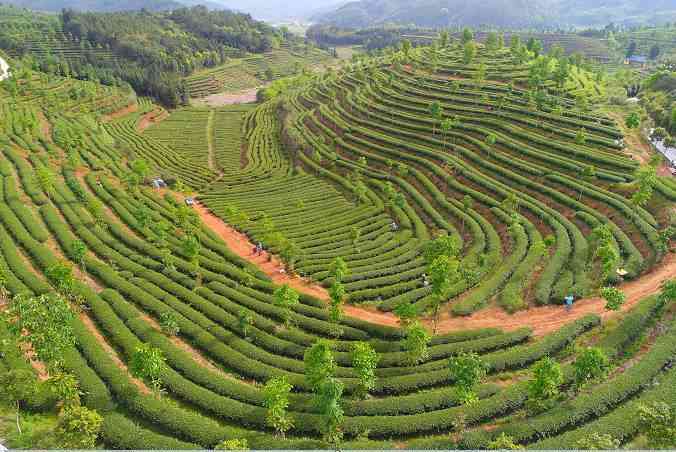 金帆牌普洱茶的市场行情与价值分析