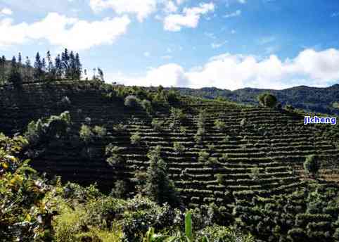 瑞丽地区是否生产普洱茶？了解普洱茶产地的完整指南