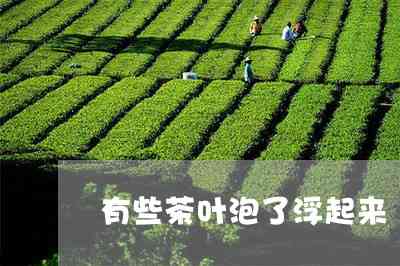 凤尾竹普洱茶属于哪里的产地