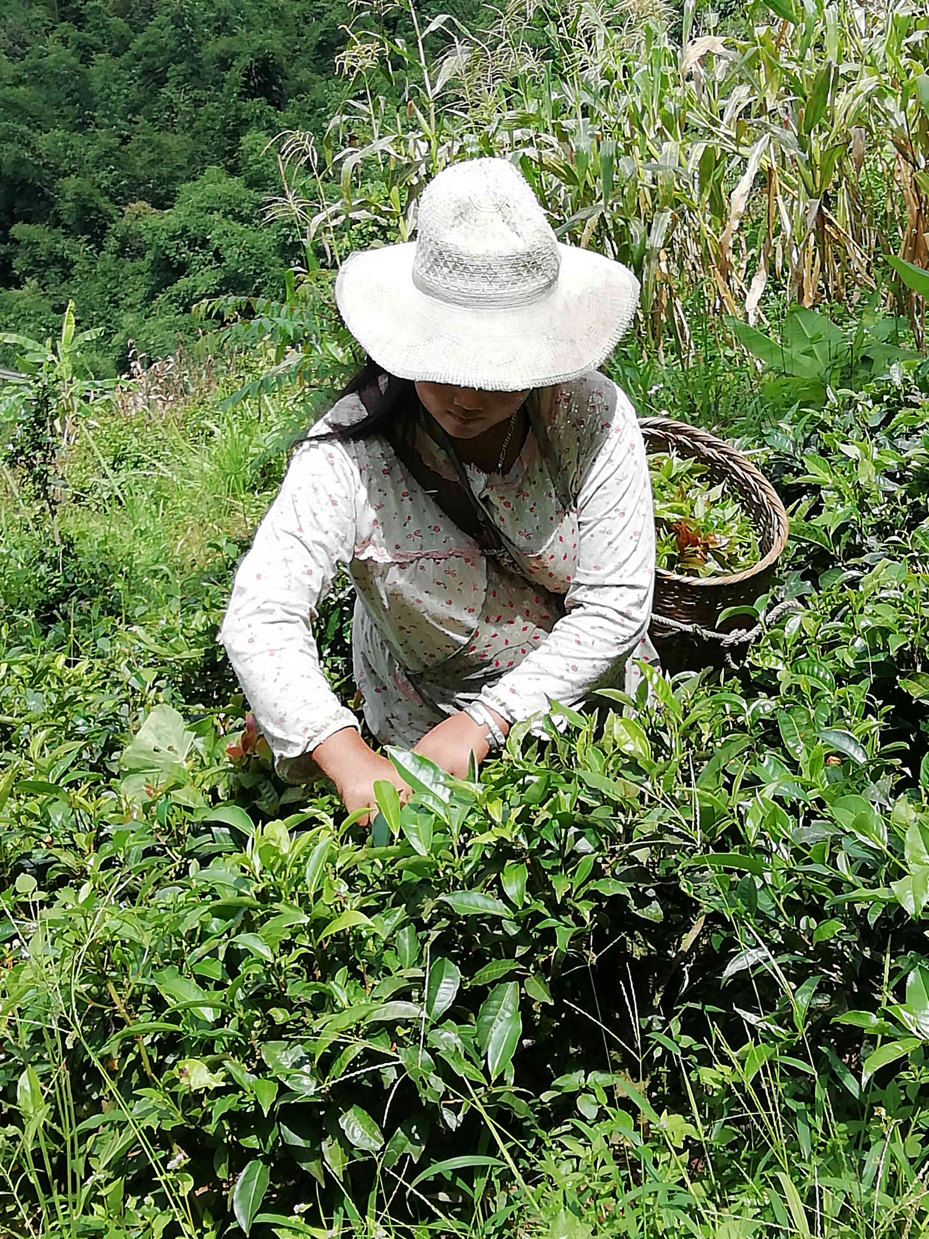 下雨天喝普洱茶怎么喝比较好：唯美句子与建议