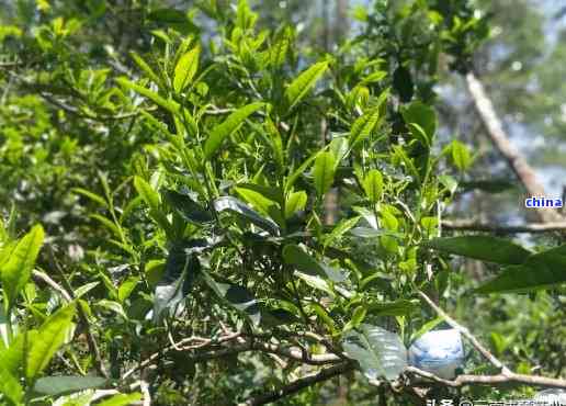 普洱茶毛料产地探秘：优质茶叶来自哪里，哪个地区更受欢迎？