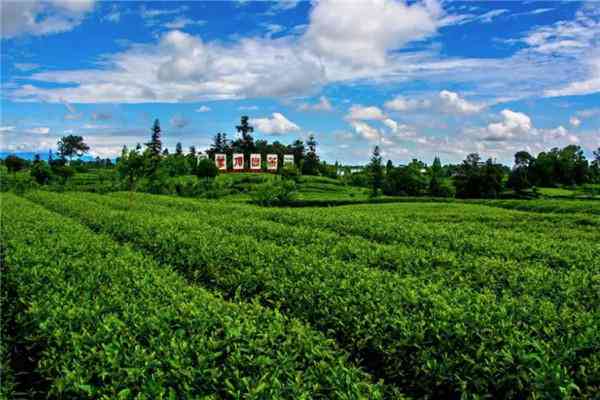 新胜茶场：探索高品质茶叶的诞生之地，品味茶文化的独特魅力