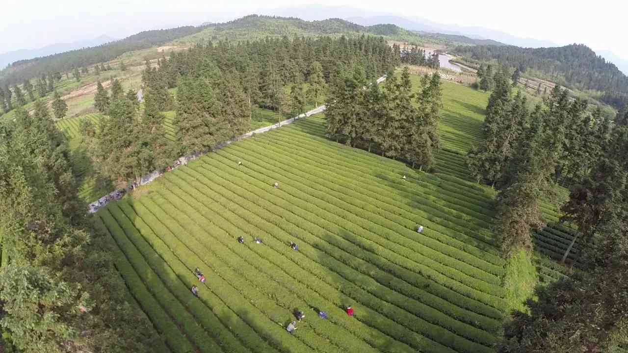 新胜茶场：探索高品质茶叶的诞生之地，品味茶文化的独特魅力