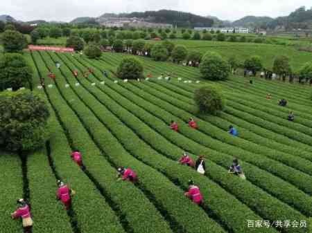 新胜茶场：探索高品质茶叶的诞生之地，品味茶文化的独特魅力