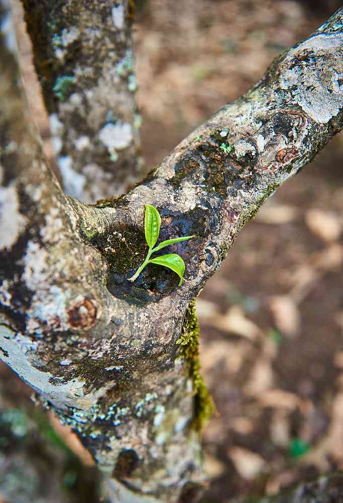 探究大山普洱茶：口感特点与区别解析