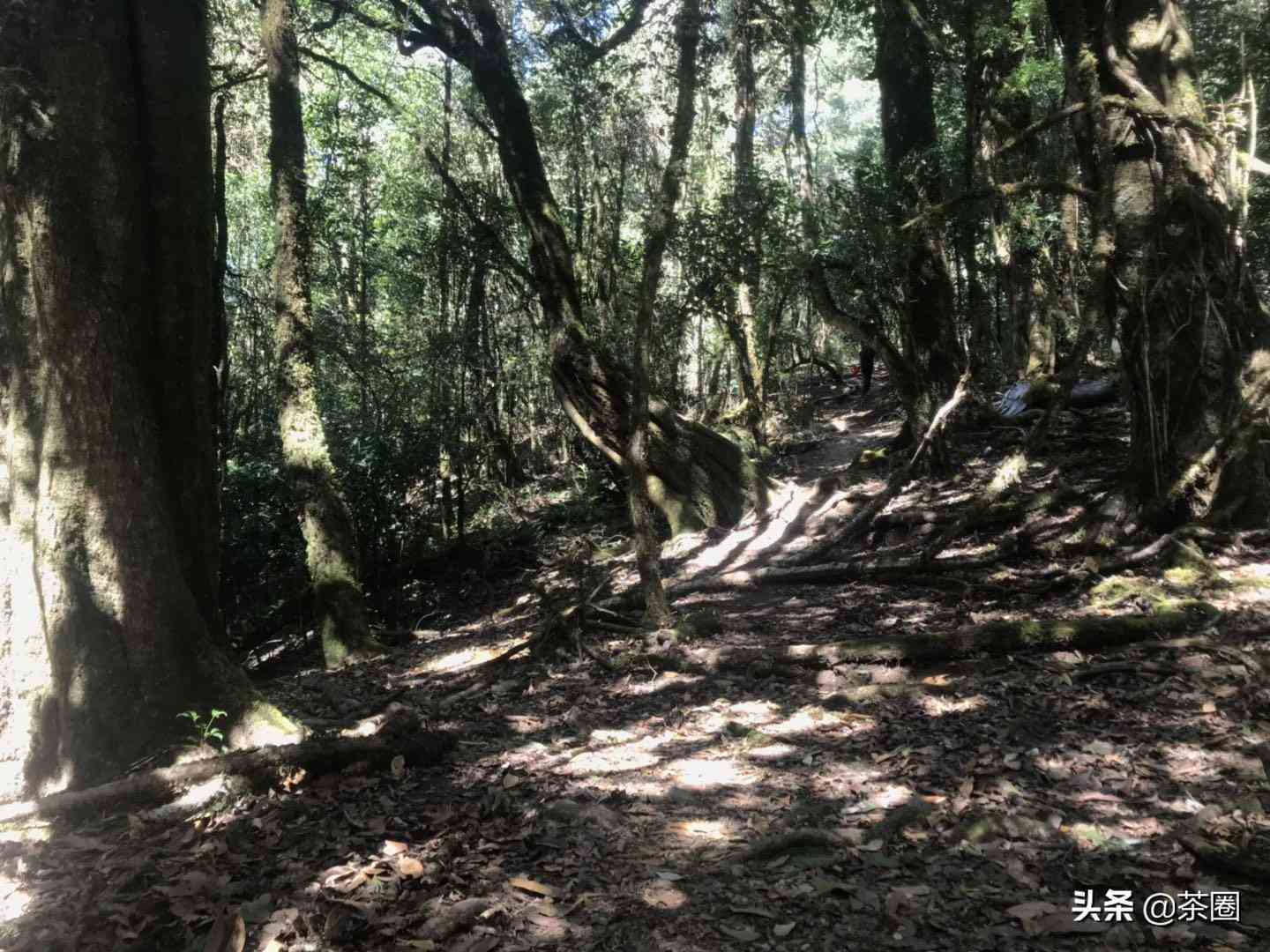 探究大山普洱茶：口感特点与区别解析