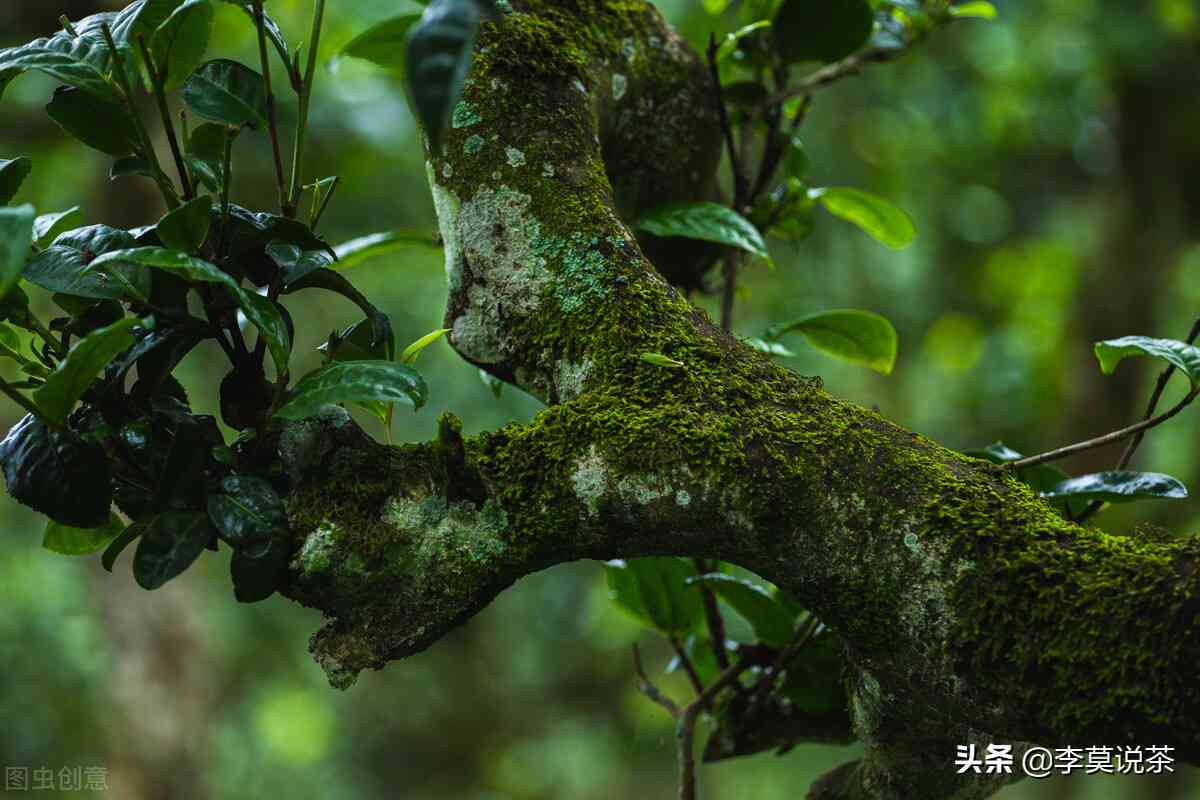 坝卡古树茶：口感独特的普洱茶魅力剖析