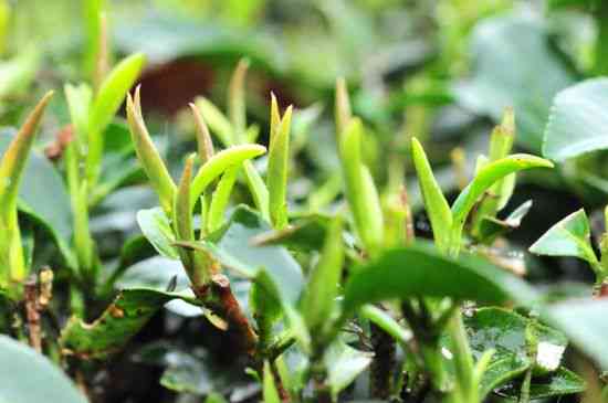 普洱茶四口感对比：秋茶与冬茶的特色与选购技巧