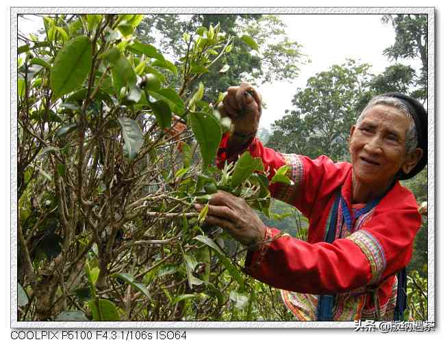 2007年六大茶山普洱茶：品种、产地、品质、价格、制作工艺与品鉴全解析