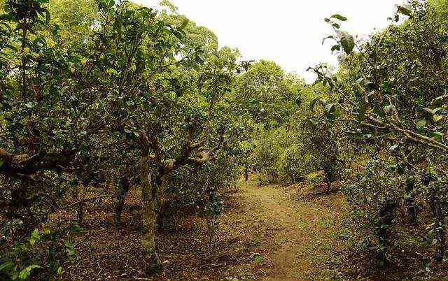 八年雨林古树普洱茶安全可饮吗？是否有？