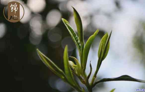 探究普洱茶中一芽一叶与一芽两叶的特色与差异