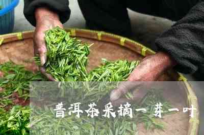 一芽一叶普洱茶批发茶农直销