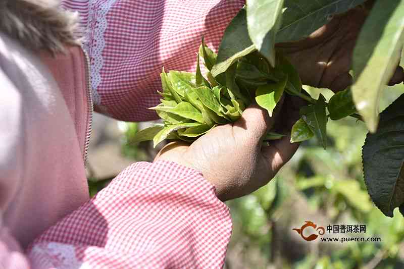 普洱茶春茶的采摘周期及其影响因素探讨