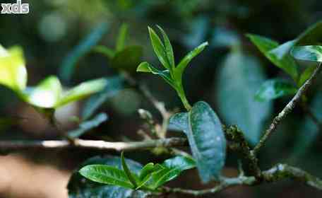 普洱茶春茶的采摘周期及其影响因素探讨