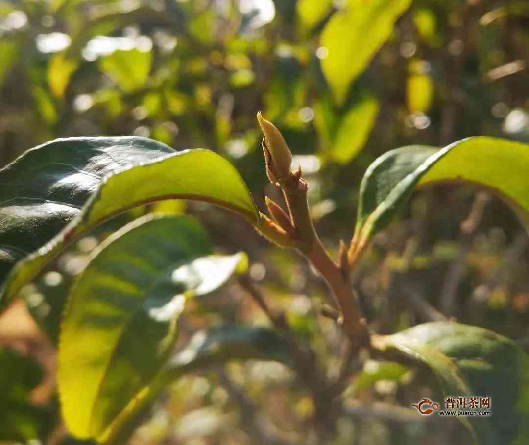 普洱茶春茶上市时间表及月份：了解普洱茶春茶的上市时。