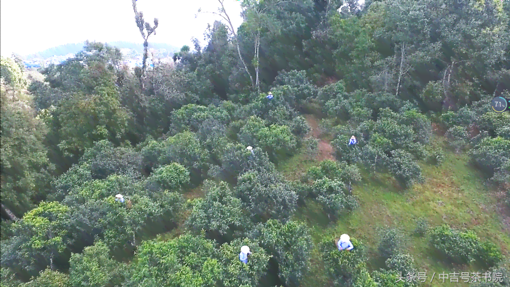 普洱茶春茶采摘节与时间安排