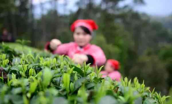 普洱茶春茶上市时间：请提供。