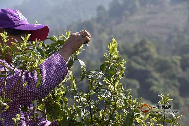 普洱茶春茶的采摘期是几月份