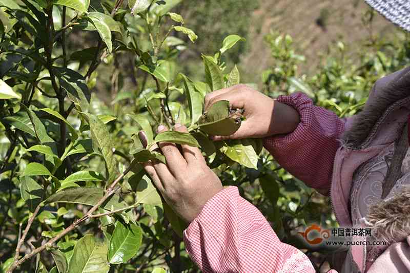 普洱茶春茶的采摘期是几月份