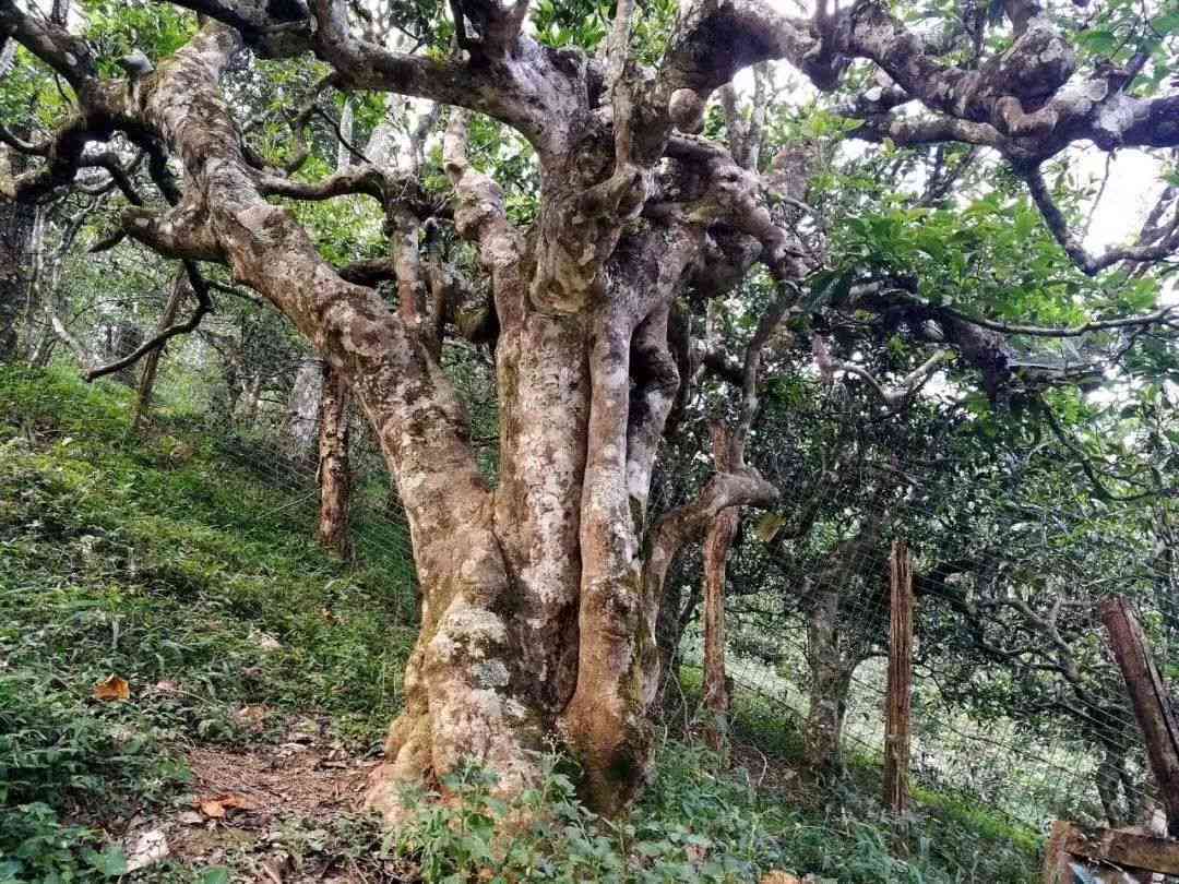 寻找西双版纳地道普洱茶之购买地及其醇厚口感