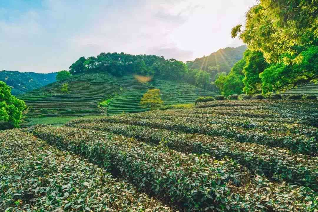 寻找西双版纳地道普洱茶之购买地及其醇厚口感