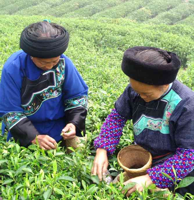 古树普洱茶黄金叶的神奇功效与全面解析，你不可不知的作用