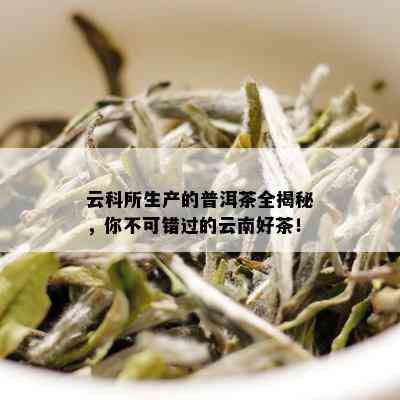 云南茶研所联合生产的普洱茶