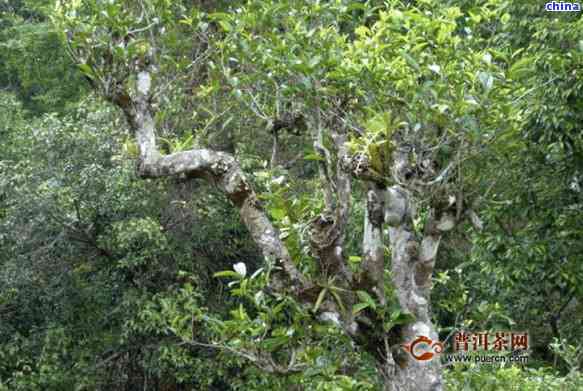 永德古树沱茶与普洱茶区别：云南永德古树普洱茶详解