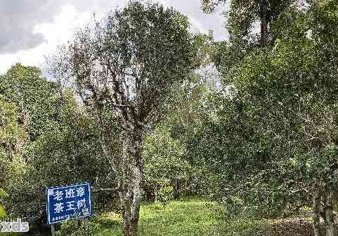 探究永德古树沱茶与普洱茶的独特区别及其功效所在